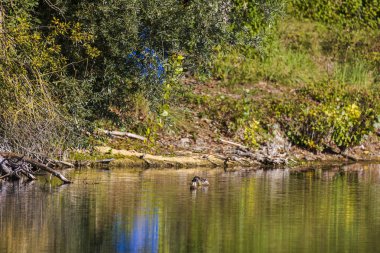 15 Eylül 2025, Almanya, Augsburg, kıyıya yakın sularda uçan kuş.