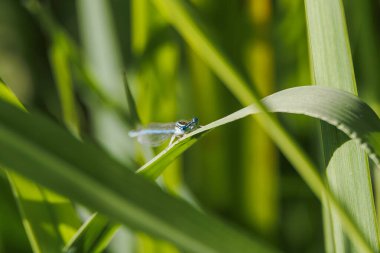 17 Eylül 2025 'te, Mering, Almanya' da otların üzerinde dinlenen mavi kız sineği.