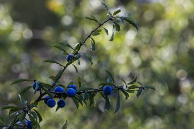 Olgun böğürtlenli şube, Almanya, Augsburg, 15 Eylül 2025