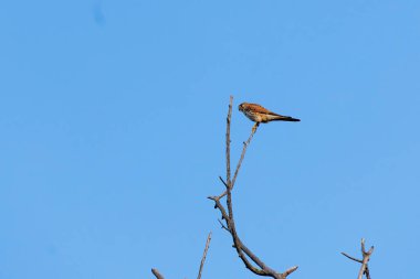 Almanya, Augsburg, Haunstetten ağaç dalına tünemiş kerkenez, 15 Eylül 2025