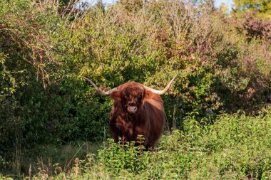 Doğadaki İskoçya sığırları Almanya, Augsburg, Haunstetten, 15 Eylül 2025