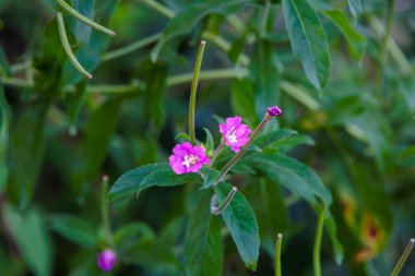 Büyük çiçek detayı, Almanya, Mering, 17 Eylül 2025