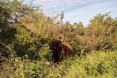 Almanya, Augsburg, Haunstetten, 15 Eylül 2025 'te çalıların arasında duran Highland sığırları