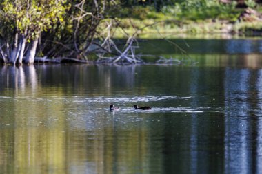 Almanya, Augsburg gölünde yüzen iki ördek, 15 Eylül 2025