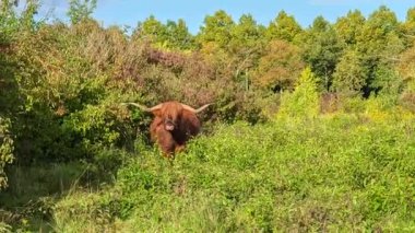 Almanya, Augsburg 'da sonbahar bitkilerinde İskoçya ineği,