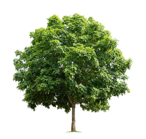Beyaz Arkaplanda Büyük Ağaç Izole — Stok fotoğraf