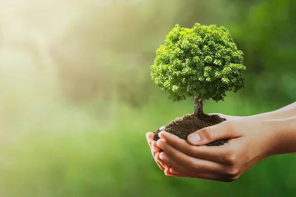 Рука Тримає Дерево Зеленій Природі Сонячним Фоном Концепція Дня Екологічної — стокове фото