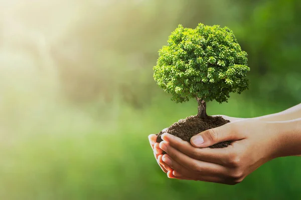 Yeşil doğada, güneş ışığıyla el ele tutuşan bir ağaç. Evironment eco Earth Day konsepti