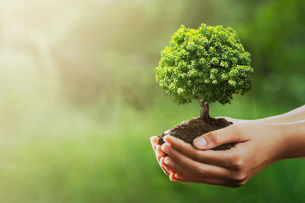 hand holding tree on green nature with sunshine background. evironment eco earth day concept