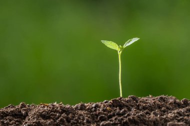 Toprakta yetişen küçük ağaç yeşil arka planda.