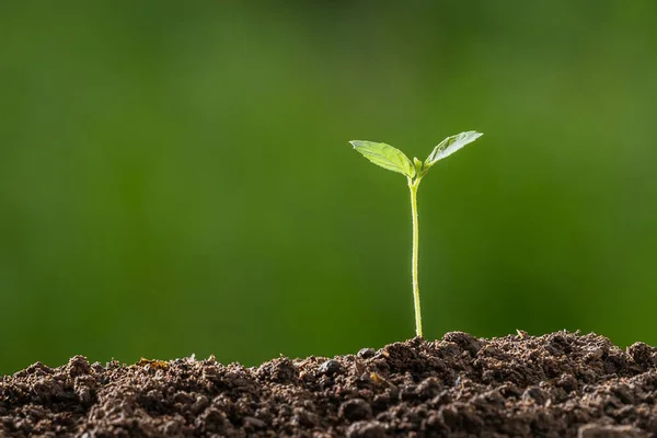Piccolo Albero Che Cresce Terreno Con Sfondo Verde Natura — Foto Stock