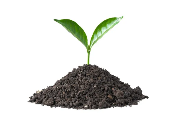 Green Plant Growing Soil Isolate White Background — Stock Photo, Image
