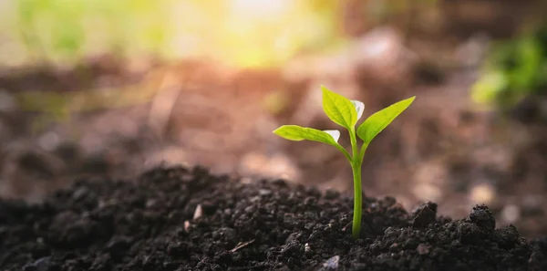 Pflanze Die Auf Sonnigem Boden Wächst Eco Earth Day Konzept — Stockfoto