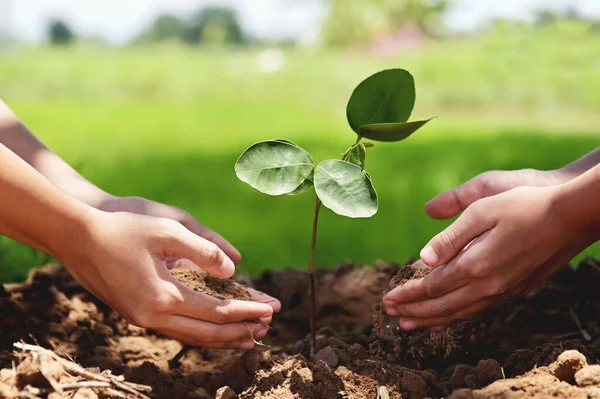 Les Gens Qui Aident Planter Des Arbres Dans Nature Pour — Photo