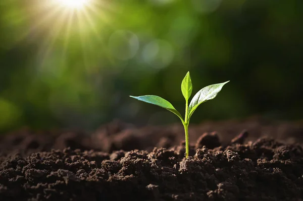 Piccolo Albero Che Cresce Terreno Giardino Con Luce Del Sole — Foto Stock