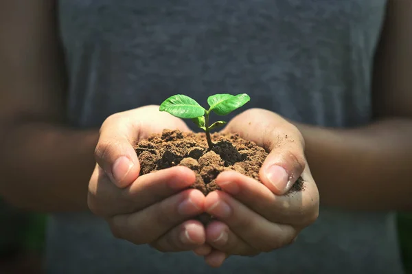 Poeple Segurando Pequena Árvore Para Proteção Cuidado Conceito Ambiente Ecológico — Fotografia de Stock