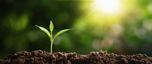 Piccolo Albero Che Cresce Terreno Giardino Con Luce Del Sole — Foto Stock