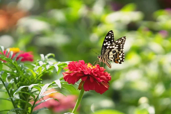 Papillon Avec Fleur Soleil — Photo