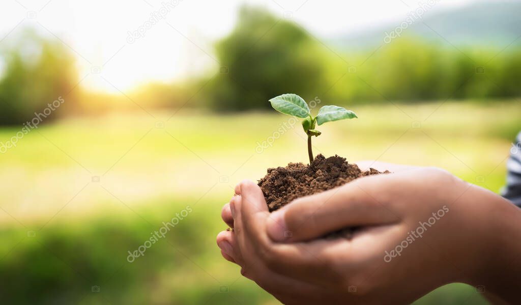 hand holding small tree for planting