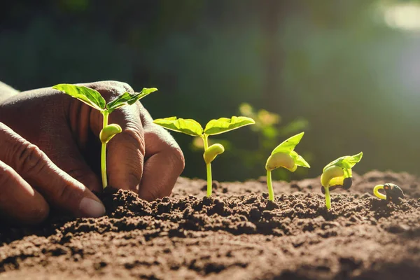 Agriculteur Plantation Manuelle Haricots Dans Jardin — Photo