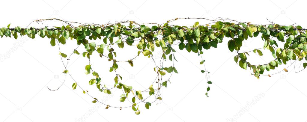 ivy plant hanging on electric wire isolate on white background