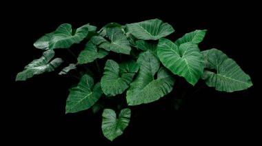 Siyah arkaplanda tropik yeşil yapraklar