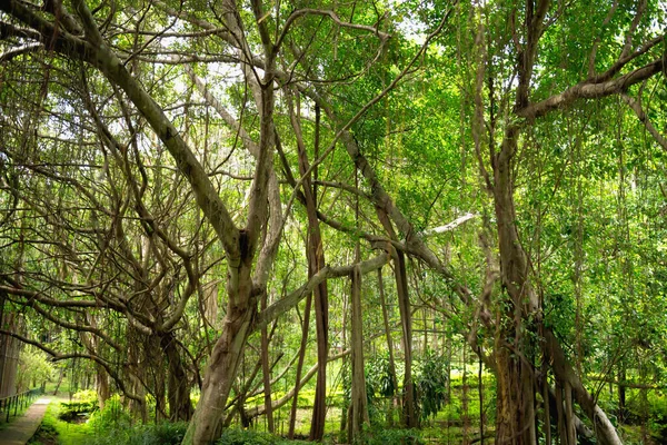 绿林树木景观背景 — 图库照片