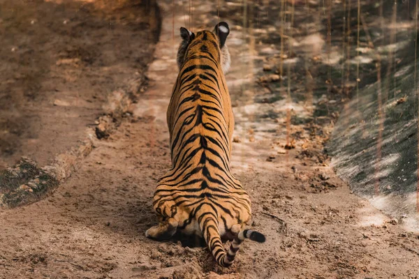 Tigre Imponente Defecare Nello Zoo — Foto Stock