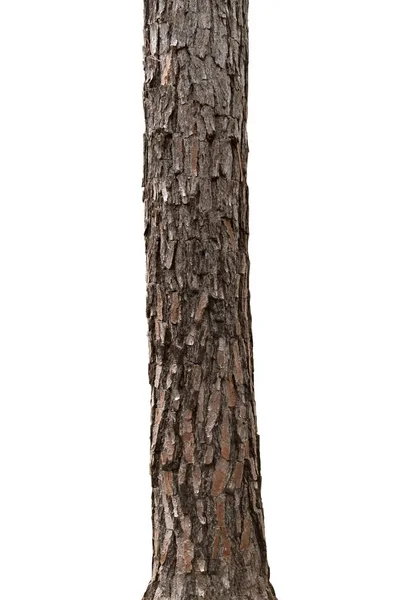 tropikal ağaç gövdeleri beyaz arkaplanda izole edilir