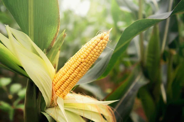 fresh corn on stalk in field with sunshine in morning light