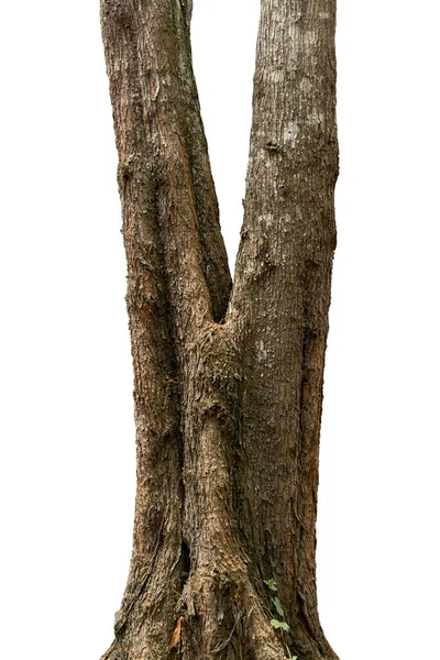 Closeup Tree Trunks Isolate White Background — Stock Photo, Image