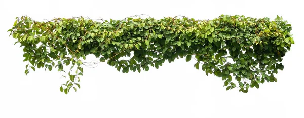 Green Ivy Plant Isolate White Background — Stock Photo, Image