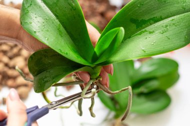 Sağlıklı kökleri koruma kavramı. Çürük temizleme, hasarlı orkide bitkilerinin yakın planda diriltilmesi. Evde bahçıvanlık, orkide yetiştirme. Orkide hastalıkları var. Yüksek kalite fotoğraf