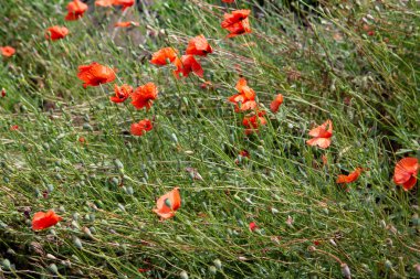 Kırmızı vahşi haşhaş alanında çiçeklerin.