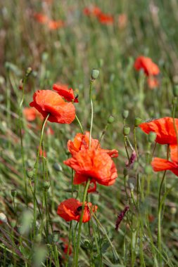 Kırmızı vahşi haşhaş alanında çiçeklerin.