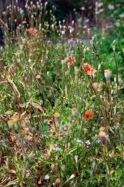 Kırmızı vahşi haşhaş alanında çiçeklerin.