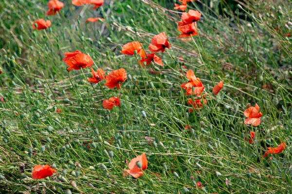 Красные Дикие Цветы Мака Растут Поле — стоковое фото