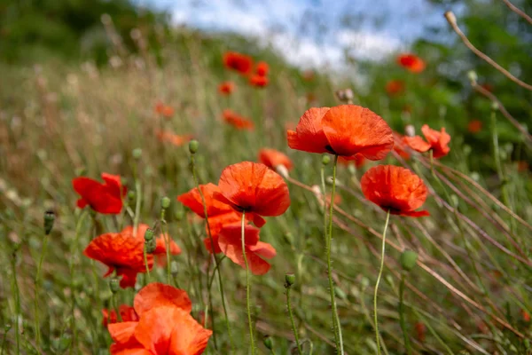 Красные Дикие Цветы Мака Растут Поле — стоковое фото