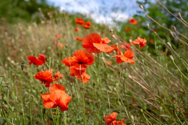 Red Wild Poppy Flowers Grow Field — Stock Photo, Image