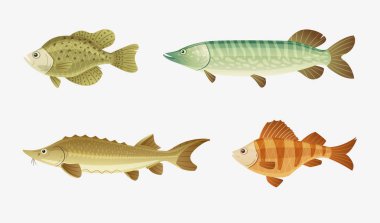 Balık karakteri kümesi. Çizgi film vektör çizim