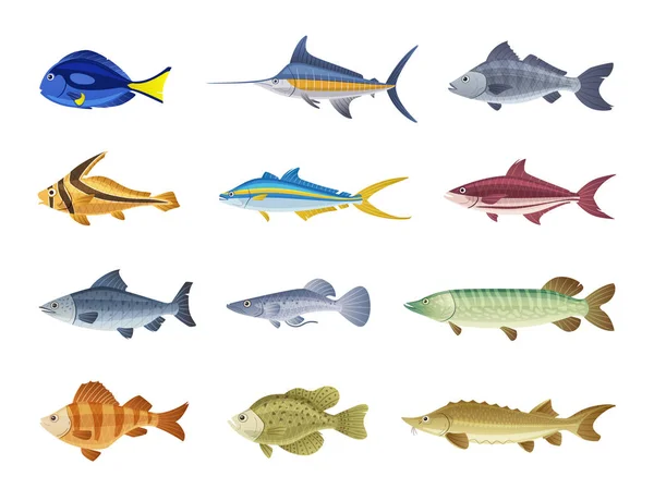 Personajes de peces. Dibujos animados vector ilustración — Archivo Imágenes Vectoriales