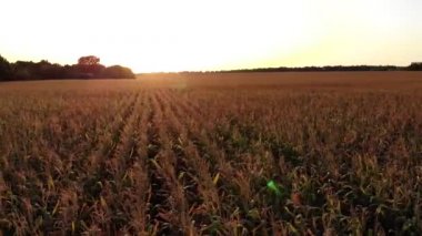Mısırla tarla. Yaz manzarası. Zengin bir hasat, büyüme ve gelişme kavramı. Tarım. Hasat