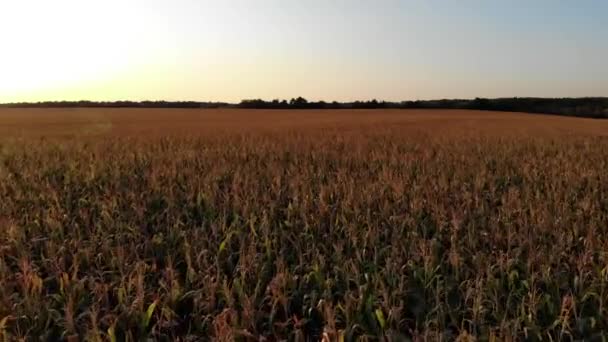 Veld Met Maïs Zomer Landschap Het Concept Van Een Rijke — Stockvideo