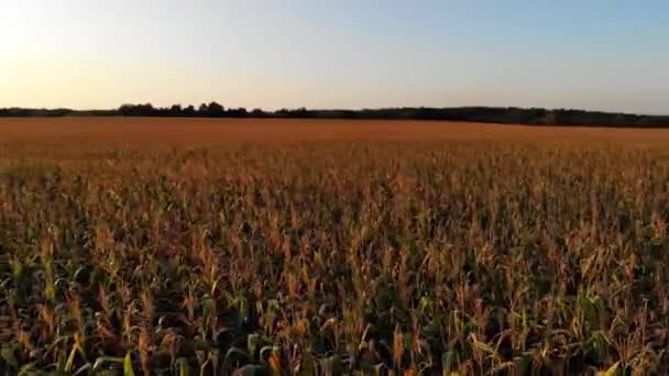 Veld Met Maïs Zomer Landschap Het Concept Van Een Rijke — Stockvideo