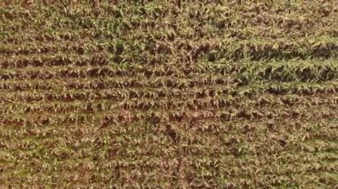 Mısırla tarla. Yaz manzarası. Zengin bir hasat, büyüme ve gelişme kavramı. Tarım. Hasat