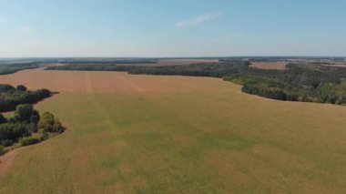 Mısırla tarla. Yaz manzarası. Zengin bir hasat, büyüme ve gelişme kavramı. Tarım. Hasat