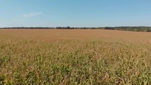 Veld Met Maïs Zomer Landschap Het Concept Van Een Rijke — Stockvideo