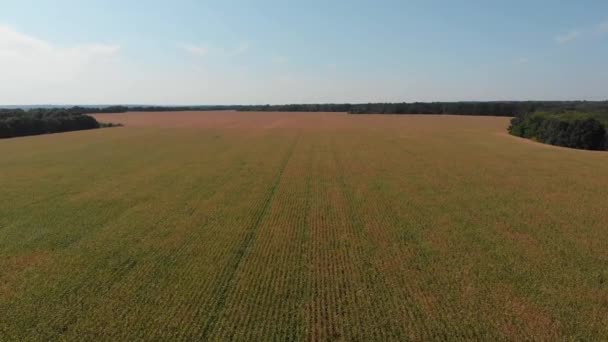 Campo Con Maíz Paisaje Verano Concepto Una Cosecha Rica Crecimiento — Vídeos de Stock