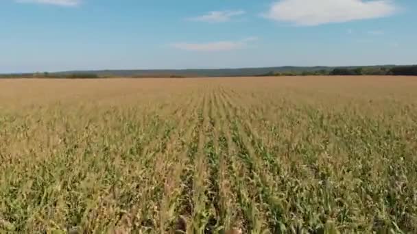 Campo Com Milho Paisagem Verão Conceito Uma Colheita Rica Crescimento — Vídeo de Stock