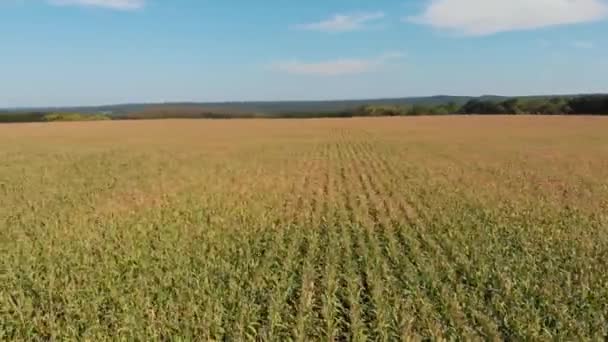 Pole Kukurydzą Letni Krajobraz Koncepcja Bogatego Zbioru Wzrostu Rozwoju Rolnictwa — Wideo stockowe